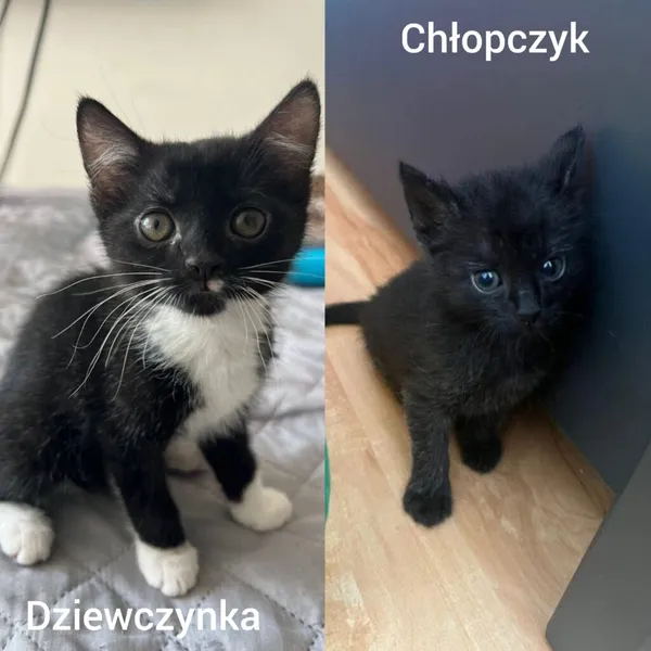 Kot do adopcji, Radom, 12 sierpnia 2025 (1/5)