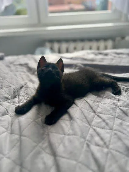 Kot do adopcji, Radom, 12 sierpnia 2025 (4/5)