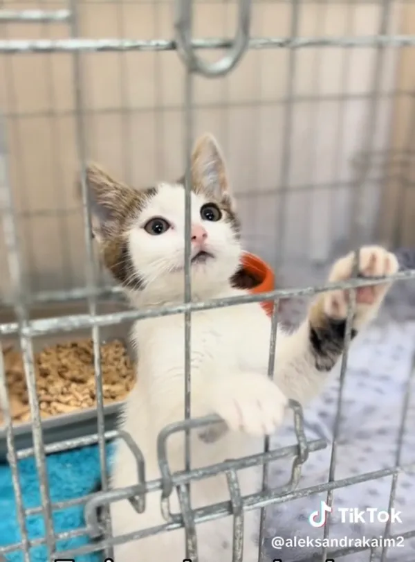 Kot do adopcji, Radom, 12 sierpnia 2025