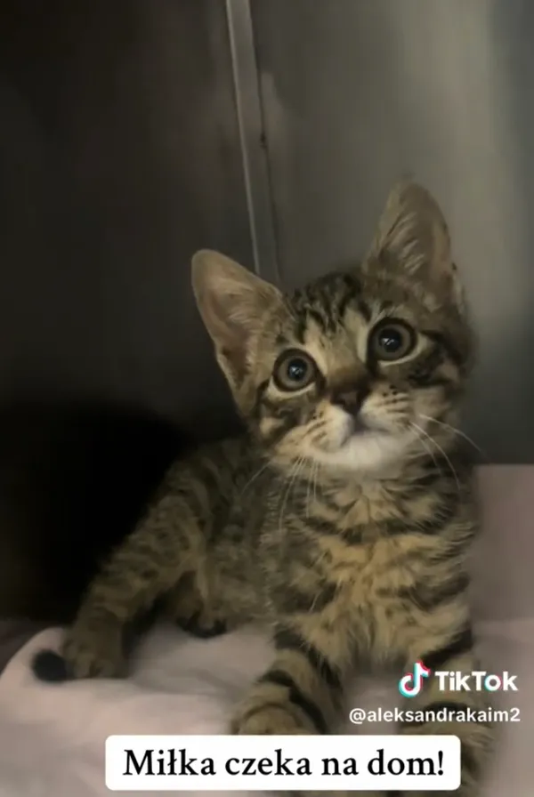 Kot do adopcji, Radom, 12 sierpnia 2025