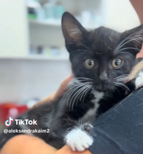 Kot do adopcji, Radom, 12 sierpnia 2025