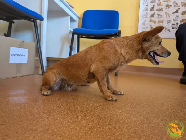 Znaleziono psa, Skałowo, 12 sierpnia 2025 (2/2)