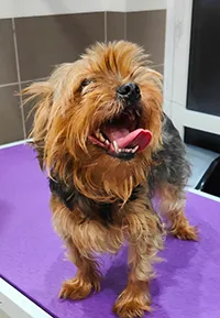 Znaleziono psa, Siedlce, 11 sierpnia 2025