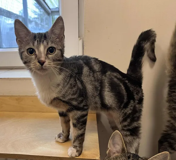 Kot do adopcji, Włocławek, 11 sierpnia 2025 (1/5)