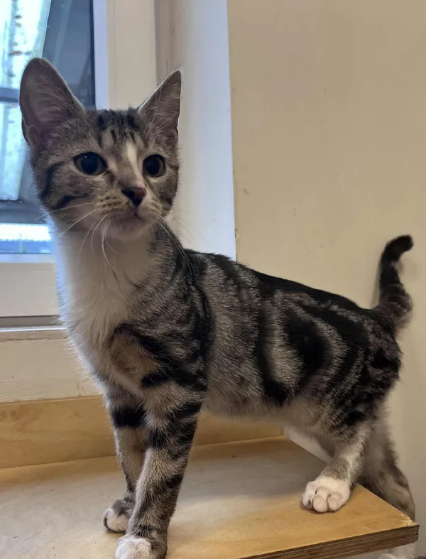 Kot do adopcji, Włocławek, 11 sierpnia 2025 (2/5)