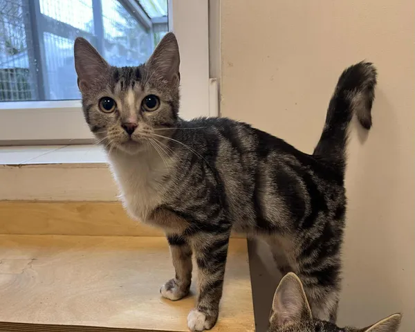 Kot do adopcji, Włocławek, 11 sierpnia 2025 (4/5)