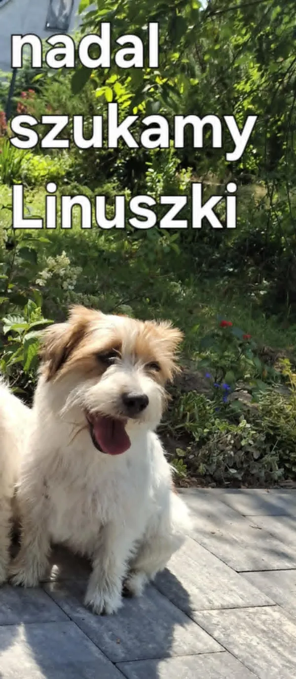 Zaginął pies, Radzyń Podlaski, 12 sierpnia 2025 (2/3)