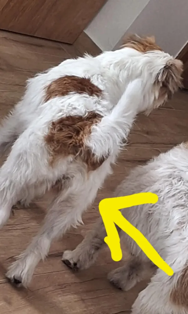 Zaginął pies, Radzyń Podlaski, 12 sierpnia 2025 (3/3)