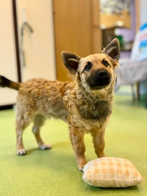 Pies do adopcji, Piła, 25 lipca 2025 (2/5)