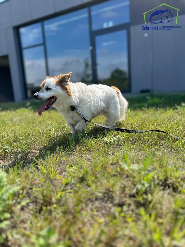 Pies do adopcji, Szczecin, 12 sierpnia 2025 (1/3)