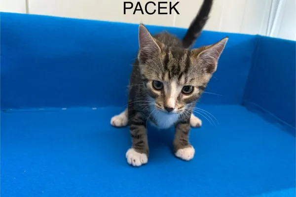 Kot do adopcji, Henrykowo, 3 czerwca 2025 (1/3)