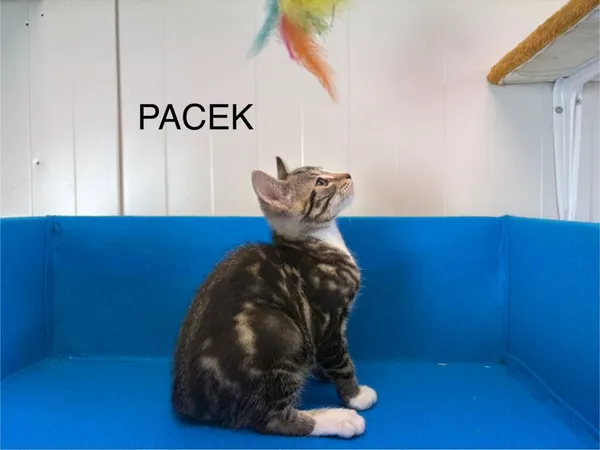 Kot do adopcji, Henrykowo, 3 czerwca 2025 (2/3)