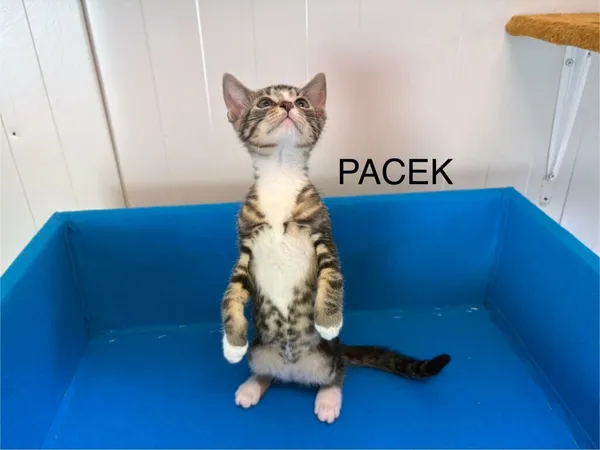 Kot do adopcji, Henrykowo, 3 czerwca 2025 (3/3)