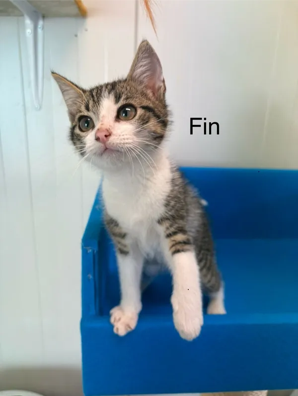 Kot do adopcji, Henrykowo, 21 czerwca 2025 (3/3)