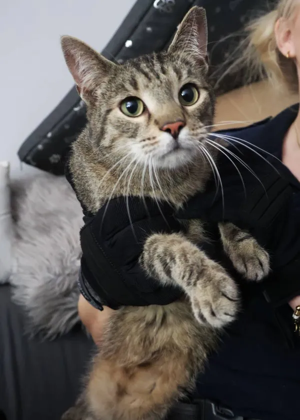 Znaleziono kota, Łódź, 12 sierpnia 2025 (2/4)