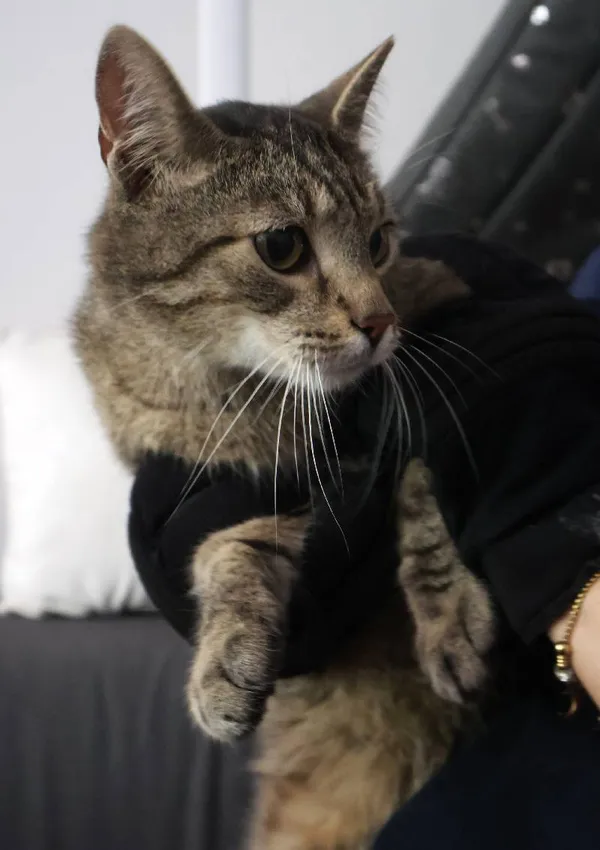 Znaleziono kota, Łódź, 12 sierpnia 2025 (3/4)