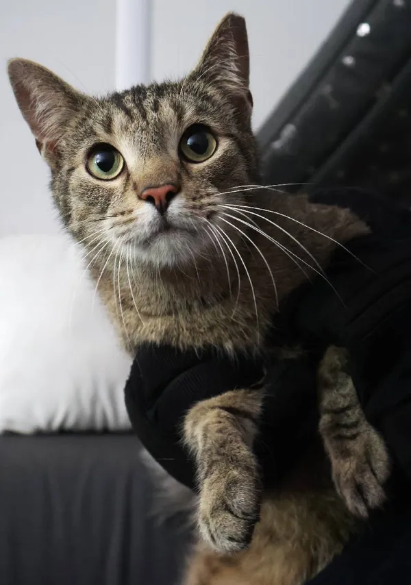 Znaleziono kota, Łódź, 12 sierpnia 2025 (4/4)