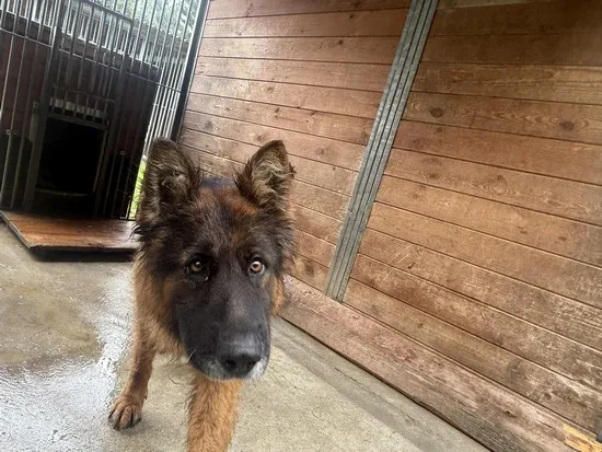 Pies do adopcji, Kraków, 25 lipca 2025