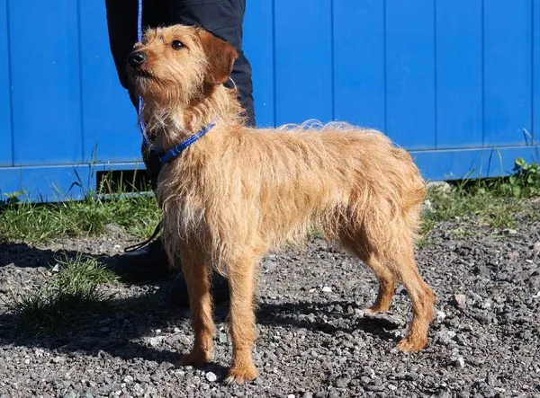 Znaleziono psa, Łódź, 11 sierpnia 2025 (3/4)