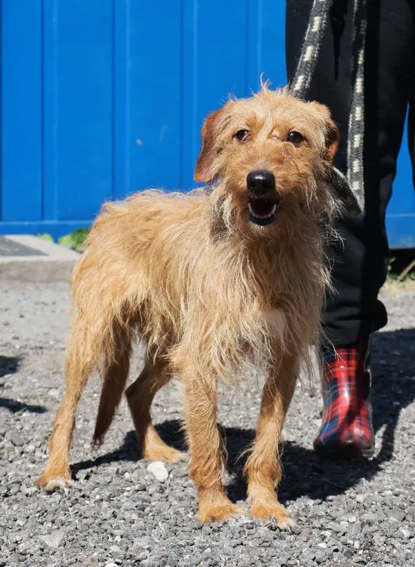 Znaleziono psa, Łódź, 11 sierpnia 2025 (4/4)