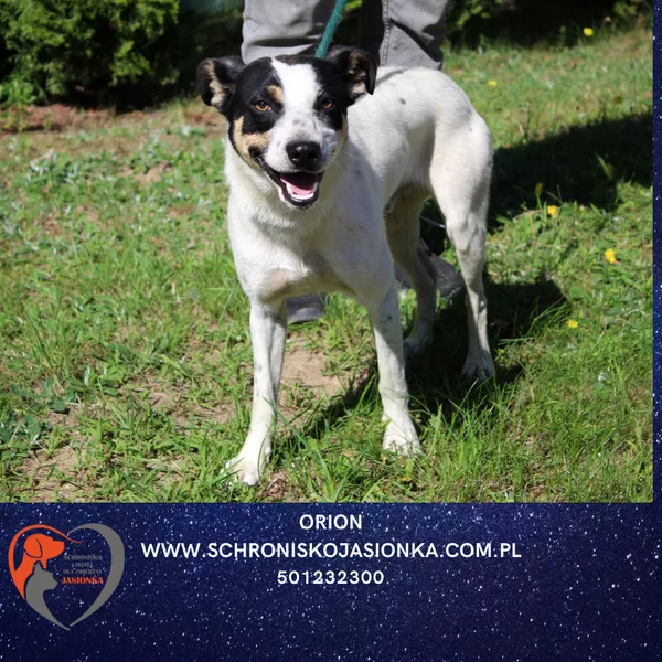 Pies do adopcji, Ciosny, 12 sierpnia 2025