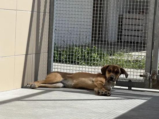 Pies do adopcji, Kraków, 10 sierpnia 2025