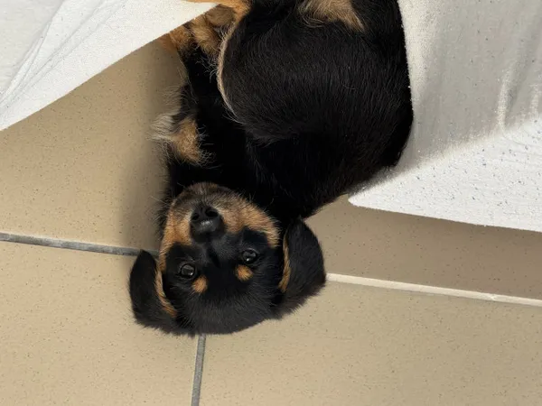 Pies do adopcji, Kraków, 8 sierpnia 2025