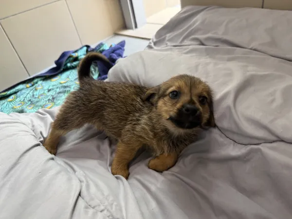 Pies do adopcji, Kraków, 8 sierpnia 2025