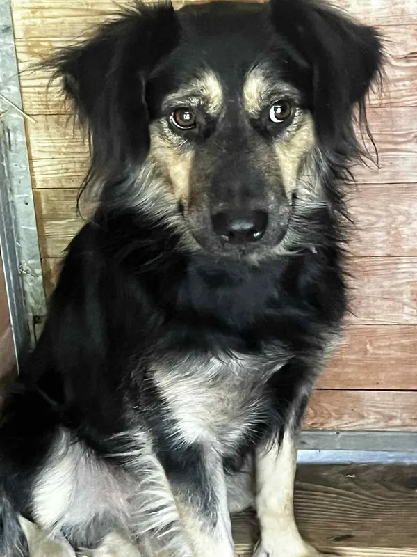 Pies do adopcji, Orzechowce, 12 sierpnia 2025 (1/5)