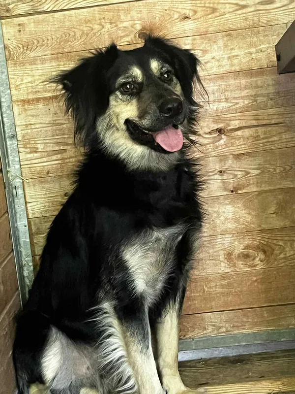 Pies do adopcji, Orzechowce, 12 sierpnia 2025 (4/5)