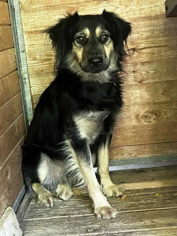 Pies do adopcji, Orzechowce, 12 sierpnia 2025 (5/5)