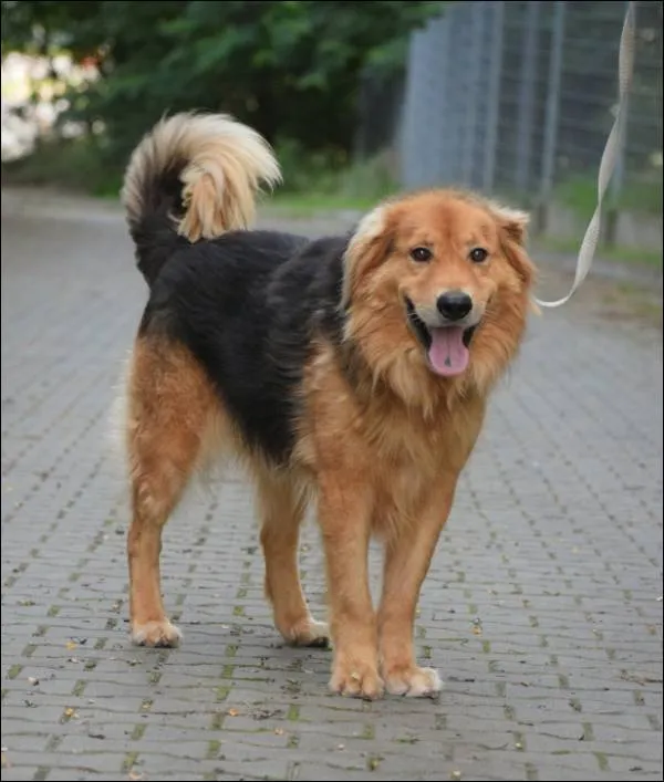 Znaleziono psa, Grudziądz, 30 grudnia 2024