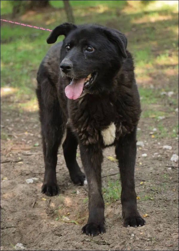 Znaleziono psa, Grudziądz, 16 grudnia 2024