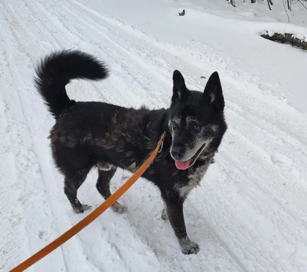 Pies do adopcji, Zgierz, 13 sierpnia 2025 (1/5)