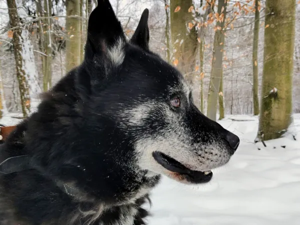 Pies do adopcji, Zgierz, 13 sierpnia 2025 (2/5)