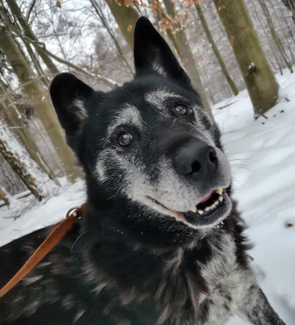 Pies do adopcji, Zgierz, 13 sierpnia 2025 (3/5)