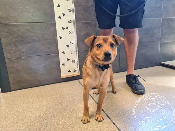 Znaleziono psa, Chełmek, 12 sierpnia 2025