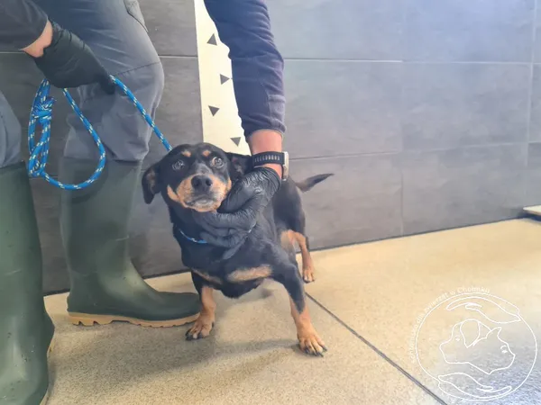 Znaleziono psa, Chełmek, 12 sierpnia 2025