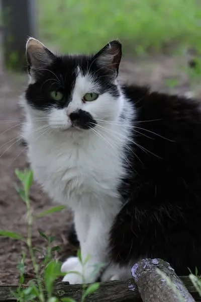 Kot do adopcji, Piła, 7 maja 2024 (1/3)