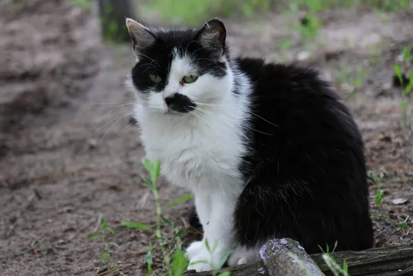 Kot do adopcji, Piła, 7 maja 2024 (2/3)