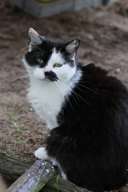 Kot do adopcji, Piła, 7 maja 2024 (3/3)