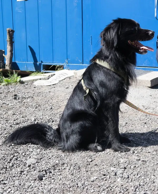 Znaleziono psa, Łódź, 13 sierpnia 2025 (1/2)