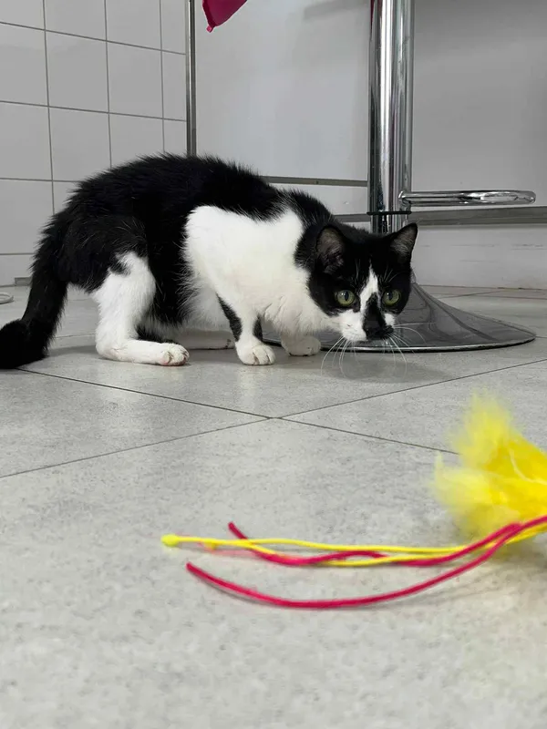 Pies do adopcji, Czartki, 12 sierpnia 2025 (1/2)