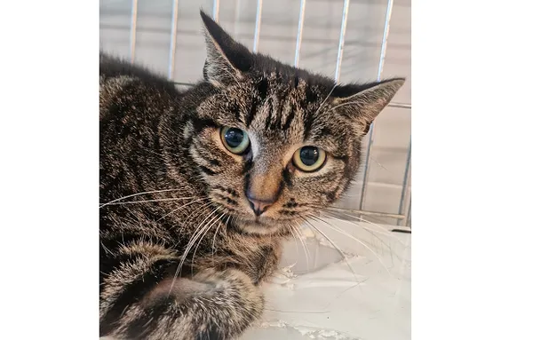 Kot do adopcji, Wrocław, 24 lipca 2025