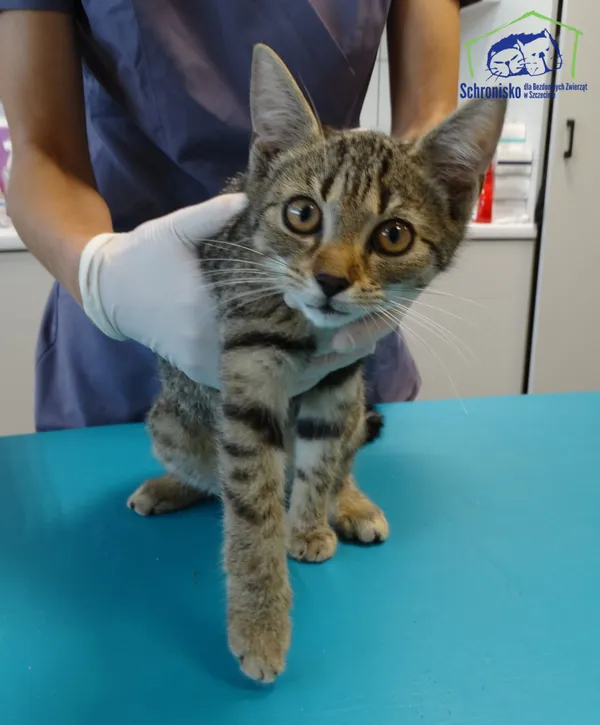 Kot do adopcji, Szczecin, 12 sierpnia 2025