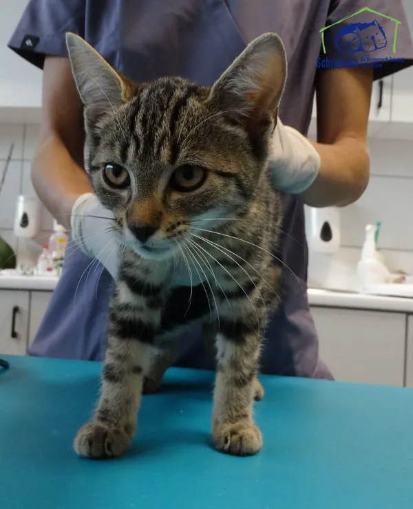 Kot do adopcji, Szczecin, 12 sierpnia 2025