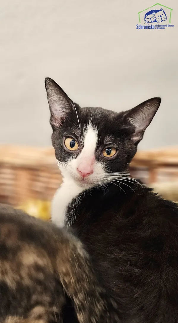 Kot do adopcji, Szczecin, 12 sierpnia 2025 (1/2)