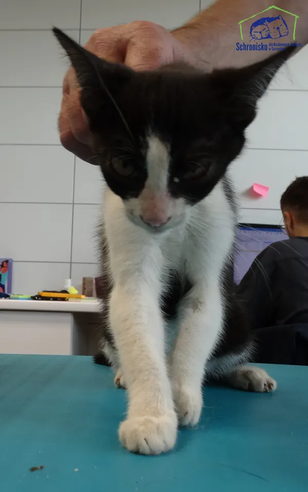 Kot do adopcji, Szczecin, 12 sierpnia 2025 (2/2)