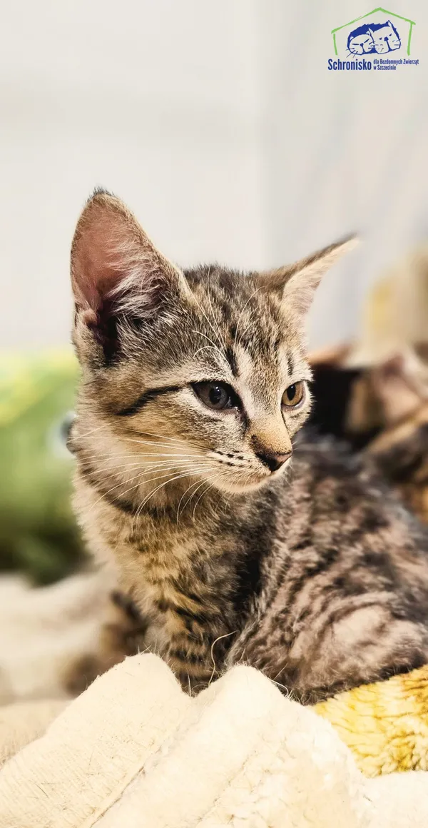 Kot do adopcji, Szczecin, 12 sierpnia 2025 (1/2)