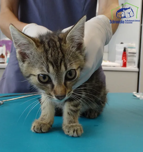 Kot do adopcji, Szczecin, 12 sierpnia 2025 (2/2)